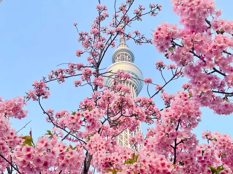 Chi&ecirc;m ngưỡng lễ hội hoa anh đ&agrave;o Hanami tại Nhật Bản 5