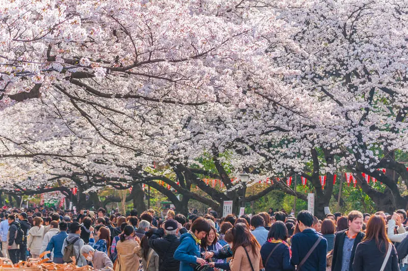 Chi&ecirc;m ngưỡng lễ hội hoa anh đ&agrave;o Hanami tại Nhật Bản 7