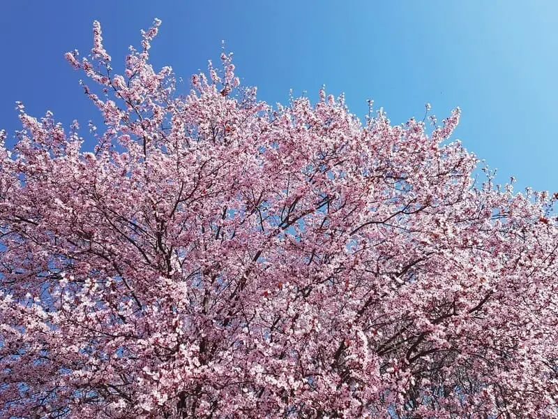 Chi&ecirc;m ngưỡng lễ hội hoa anh đ&agrave;o Hanami tại Nhật Bản 4