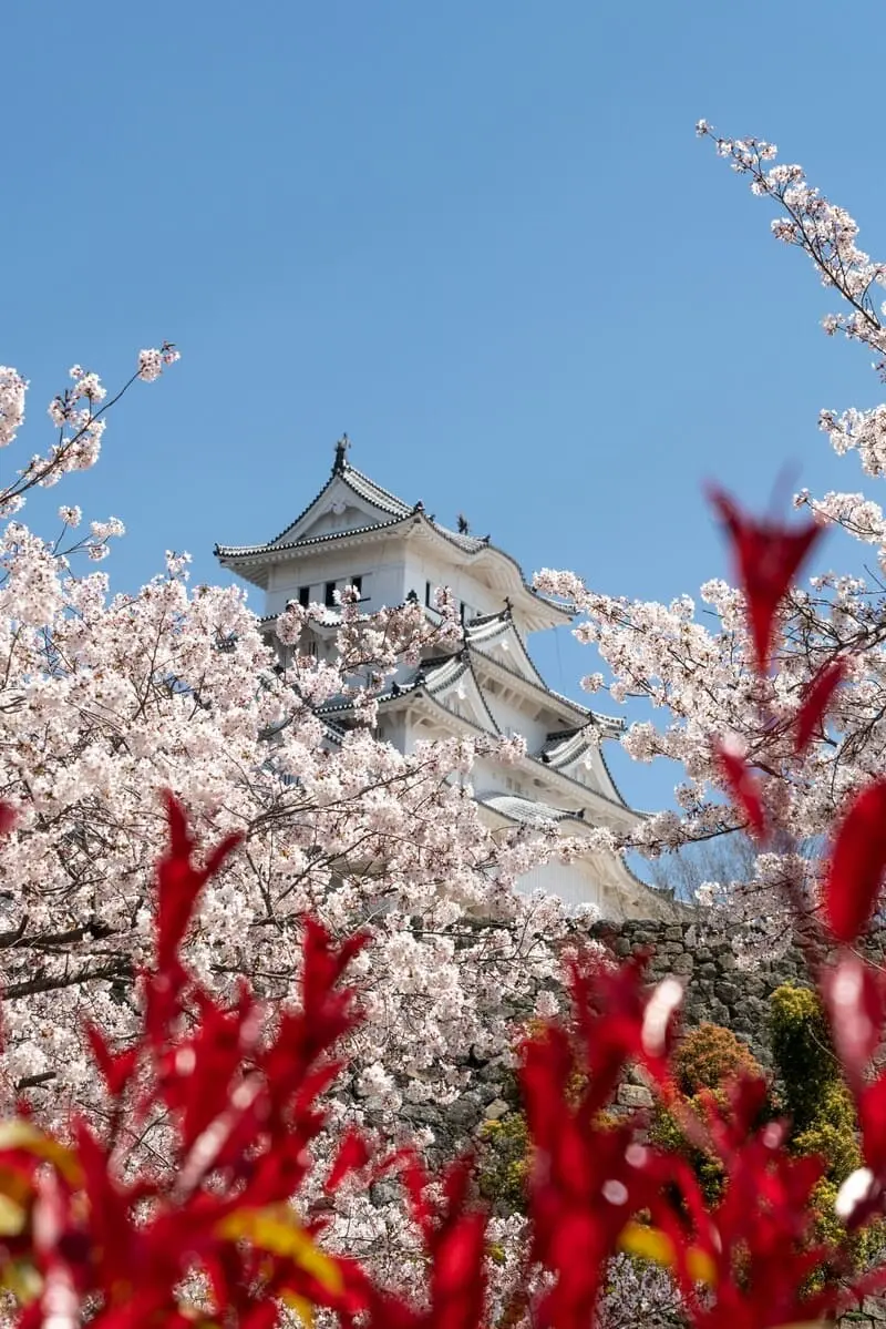 Chi&ecirc;m ngưỡng lễ hội hoa anh đ&agrave;o Hanami tại Nhật Bản 6