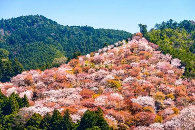 Chi&ecirc;m ngưỡng lễ hội hoa anh đ&agrave;o Hanami tại Nhật Bản 8