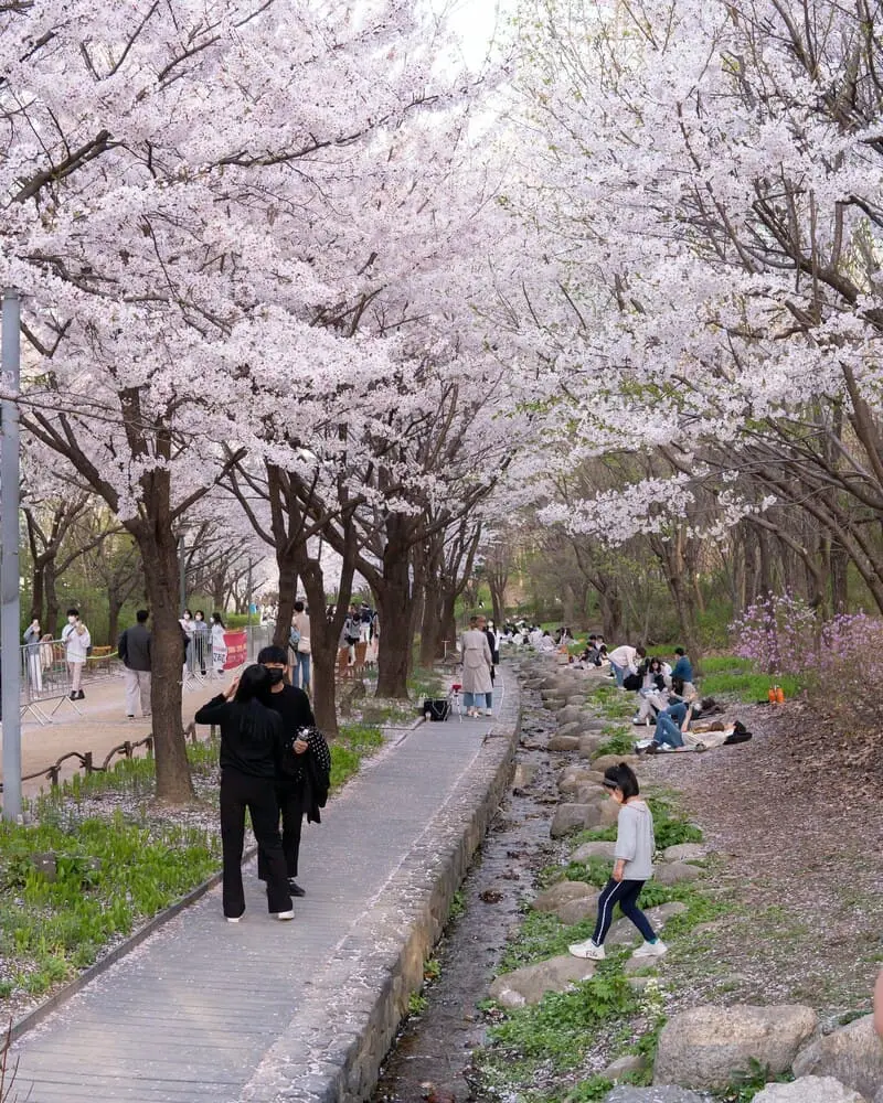 Chi&ecirc;m ngưỡng lễ hội hoa anh đ&agrave;o Hanami tại Nhật Bản 3
