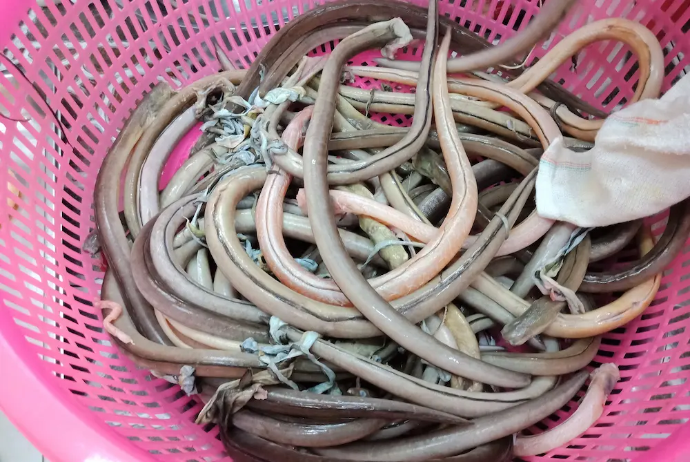 Gỏi c&aacute; nhệch Ninh B&igrave;nh &ndash; Từ m&oacute;n d&acirc;n d&atilde; đến đặc sản trứ danh 3