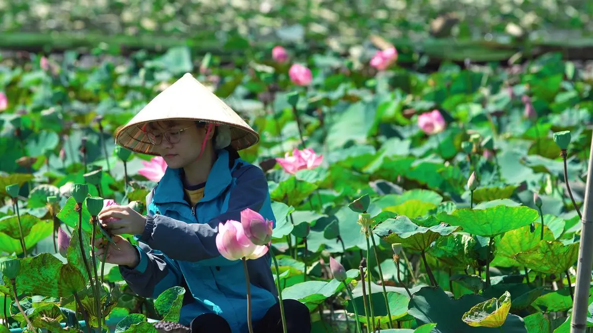 Kh&aacute;m ph&aacute; c&aacute;c m&oacute;n ăn từ sen tươi Ninh B&igrave;nh với hương vị đồng qu&ecirc; 5