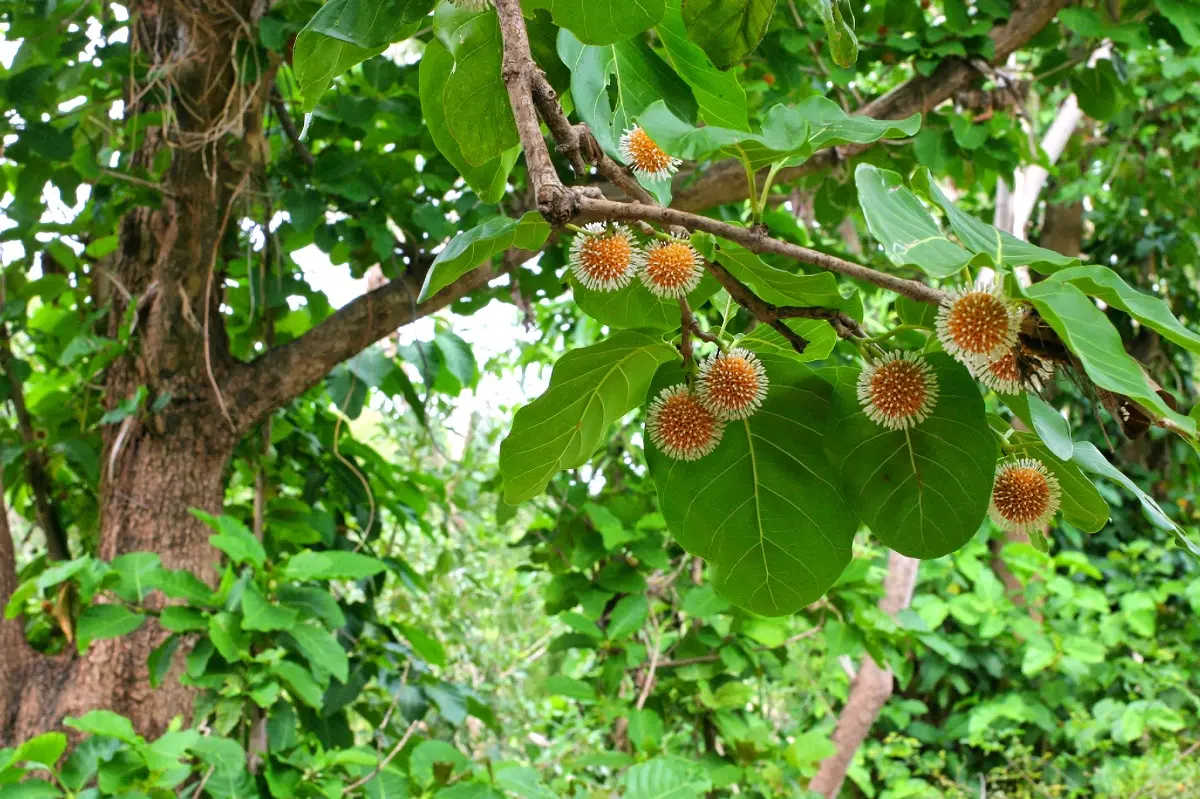 Top những đặc sản Ninh B&igrave;nh l&agrave;m qu&agrave; l&yacute; tưởng v&agrave; độc đ&aacute;o nhất 6
