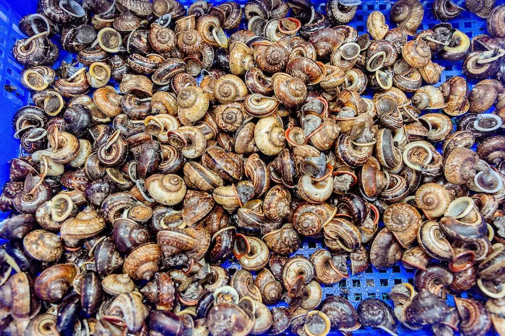 Tự chế biến, bạn đ&atilde; biết c&aacute;ch c&aacute;ch luộc ốc n&uacute;i Ninh B&igrave;nh chưa? 3