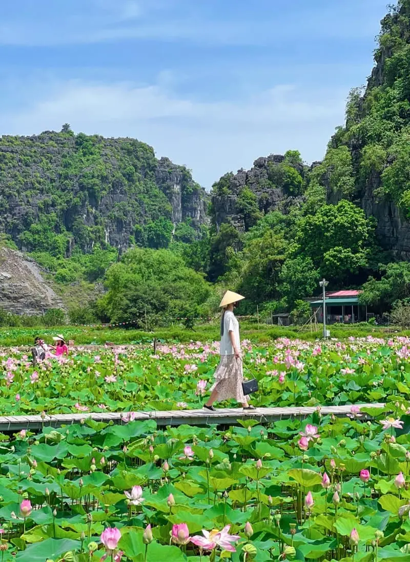 Đầm sen Hang M&uacute;a, điểm đến với vẻ đẹp thơ mộng tại Ninh B&igrave;nh 3