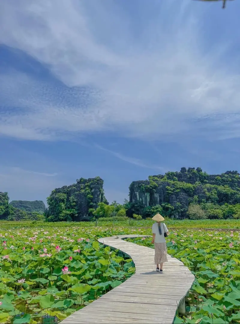 Đầm sen Hang M&uacute;a, điểm đến với vẻ đẹp thơ mộng tại Ninh B&igrave;nh 5