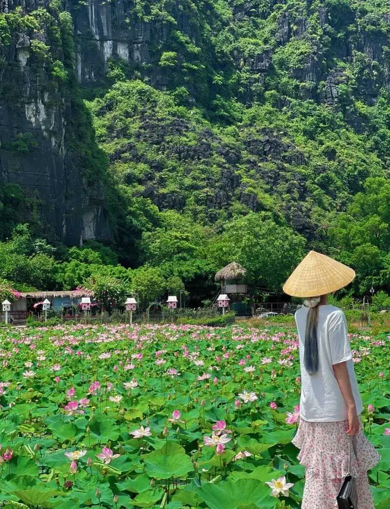 Đầm sen Hang M&uacute;a, điểm đến với vẻ đẹp thơ mộng tại Ninh B&igrave;nh 4