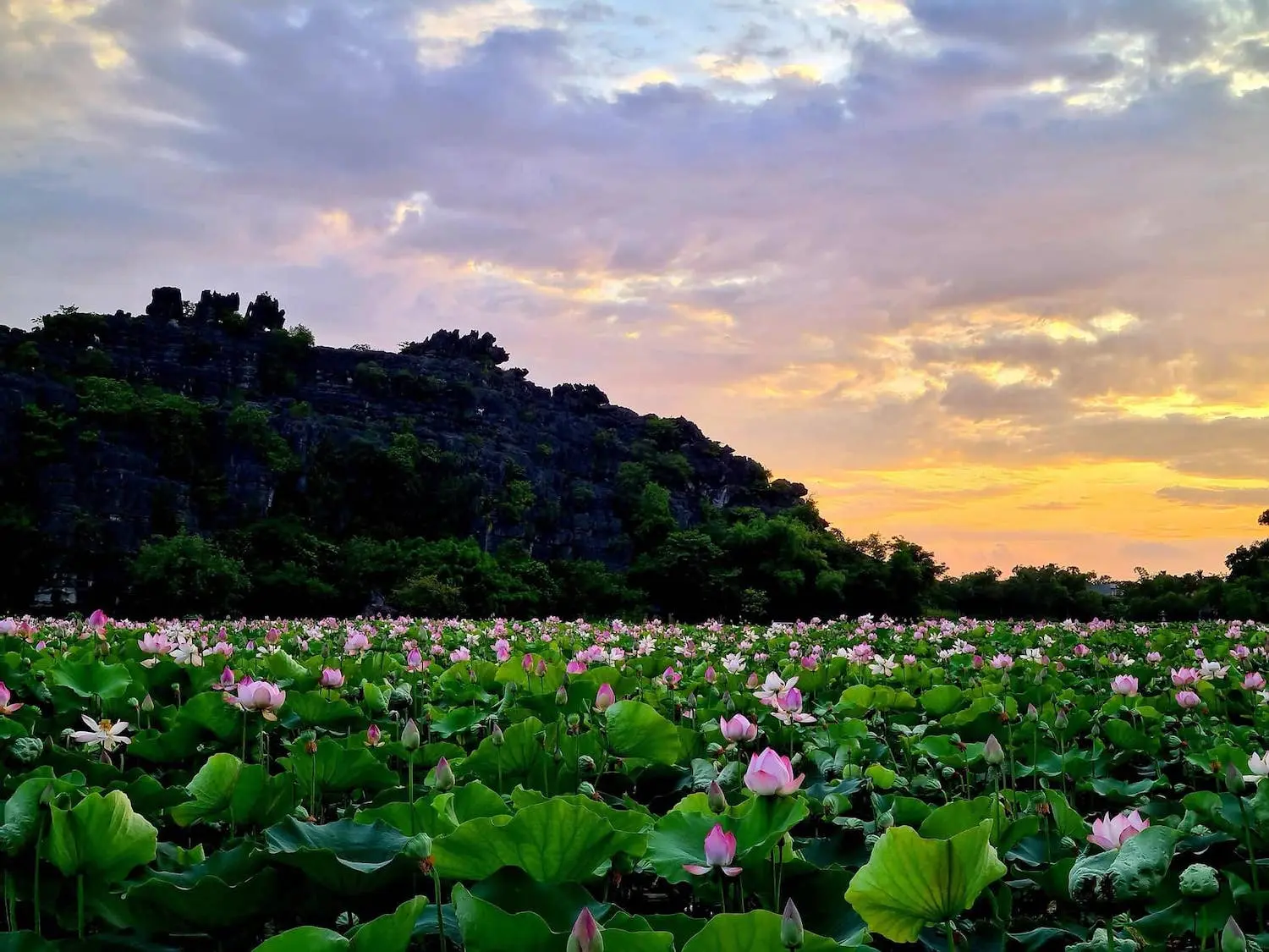 Đầm sen Hang Múa Ninh Bình nên thơ qua ống kính cô nàng Lâm Hy 2