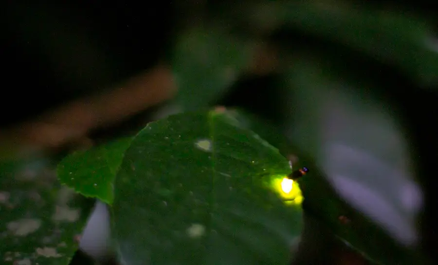 Ngắm nh&igrave;n đom đ&oacute;m trong rừng C&uacute;c Phương với vũ điệu &aacute;nh s&aacute;ng diệu kỳ 8