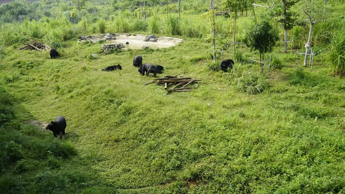 Cơ sở bảo tồn gấu Ninh B&igrave;nh: Điểm đến th&uacute; vị d&agrave;nh cho người y&ecirc;u thi&ecirc;n nhi&ecirc;n v&agrave; động vật hoang d&atilde; 3
