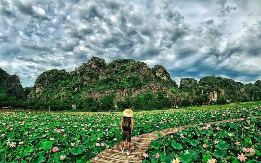 Đứng h&igrave;nh trước m&ugrave;a sen Ninh B&igrave;nh nở rộ đẹp m&ecirc; ly 6