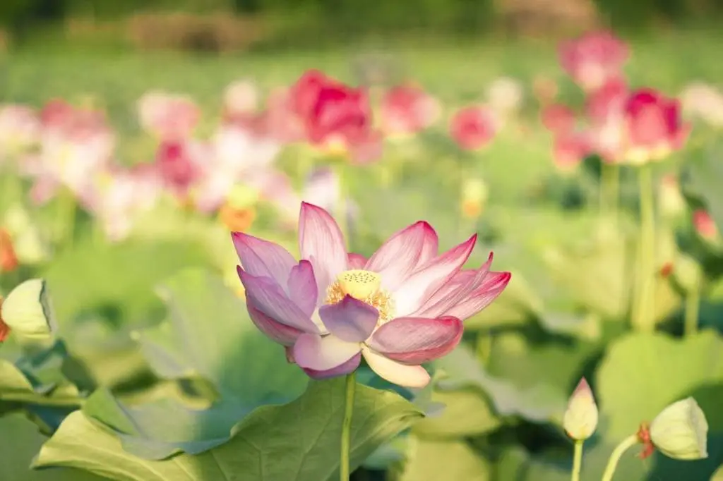 Đứng h&igrave;nh trước m&ugrave;a sen Ninh B&igrave;nh nở rộ đẹp m&ecirc; ly 4