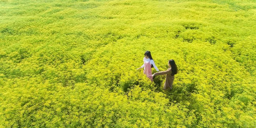 C&aacute;nh đồng hoa th&igrave; l&agrave; Ninh Thuận, biển hoa v&agrave;ng rực nơi g&oacute;c trời 2