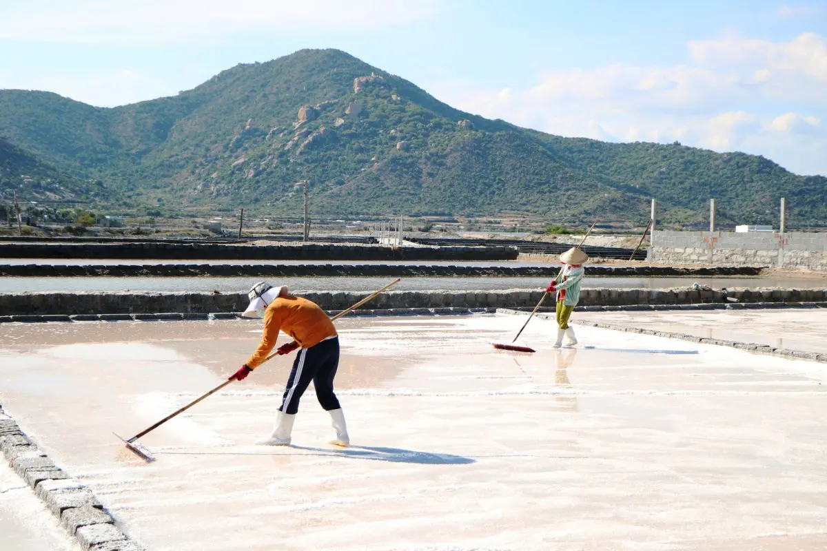 Khám phá ba cánh đ&ocirc;̀ng mu&ocirc;́i Ninh Thuận mang vẻ đẹp kỳ ảo 2