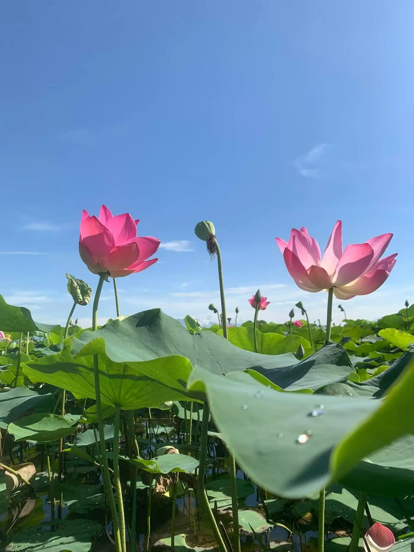 Kh&aacute;m ph&aacute; khu du lịch sinh th&aacute;i Sen Charaih Mỹ Nghiệp 5