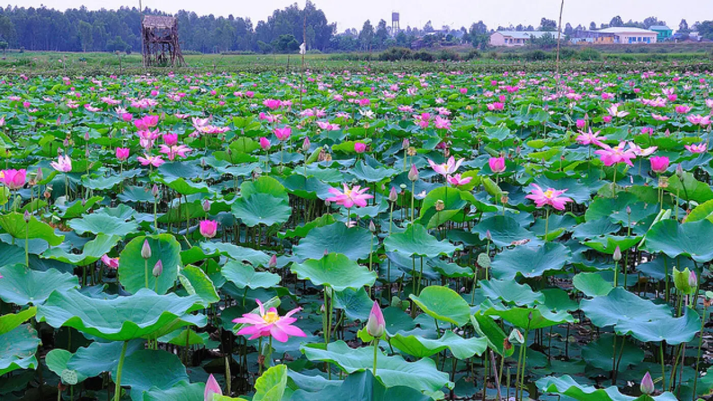 Kh&aacute;m ph&aacute; khu du lịch sinh th&aacute;i Sen Charaih Mỹ Nghiệp 2