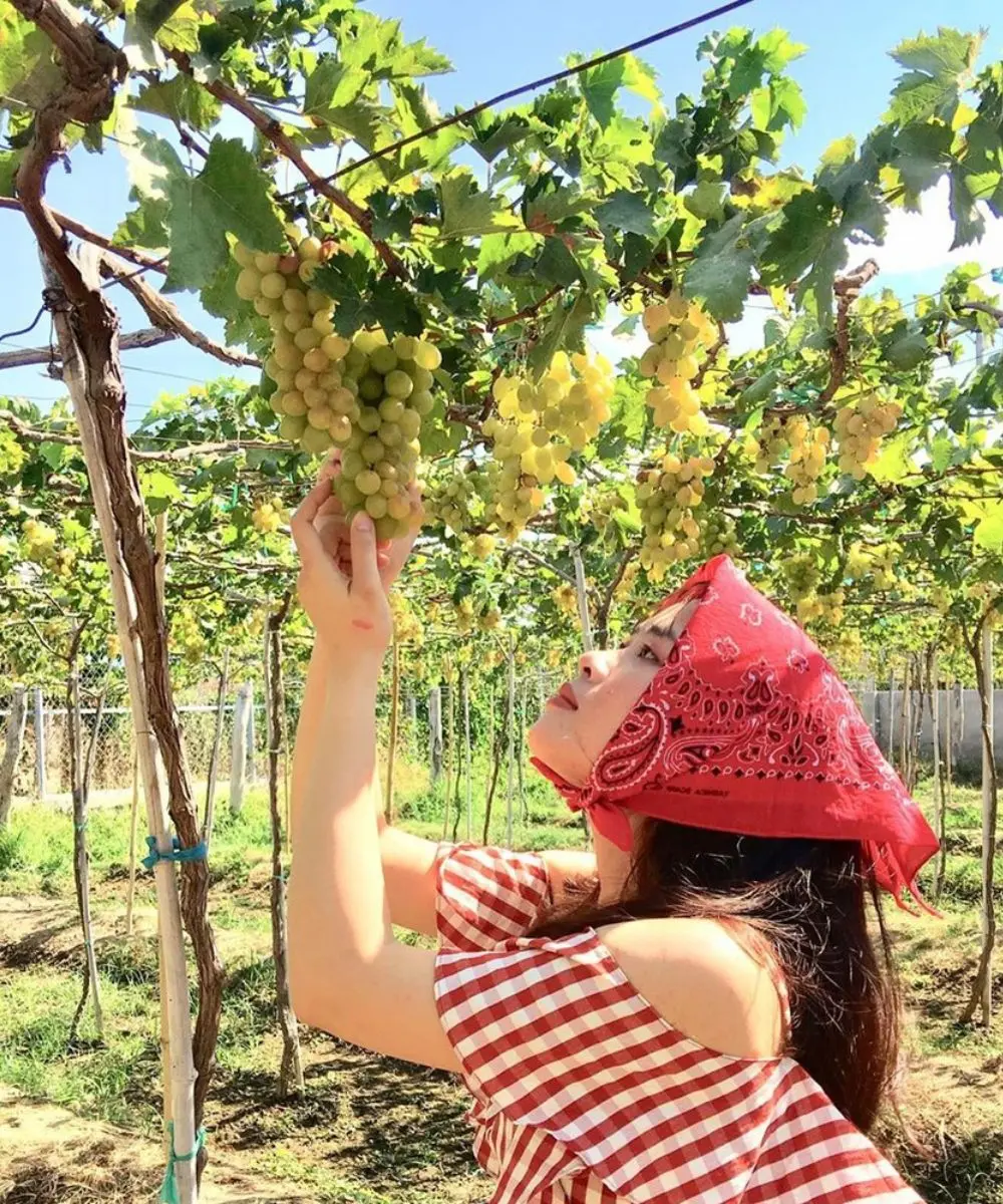 Kh&aacute;m ph&aacute; Vườn nho Ba Mọi đẹp như cổ t&iacute;ch của xứ Phan Rang 3