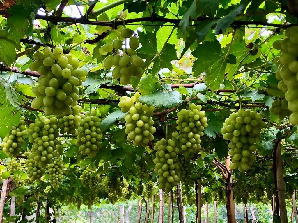 Kh&aacute;m ph&aacute; Vườn nho Ba Mọi đẹp như cổ t&iacute;ch của xứ Phan Rang 2