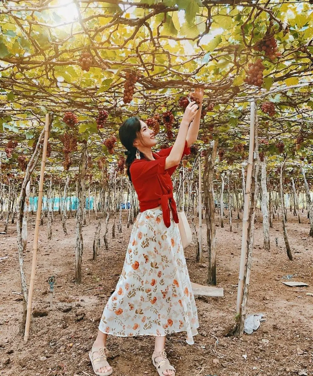 Kh&aacute;m ph&aacute; Vườn nho Ba Mọi đẹp như cổ t&iacute;ch của xứ Phan Rang 6