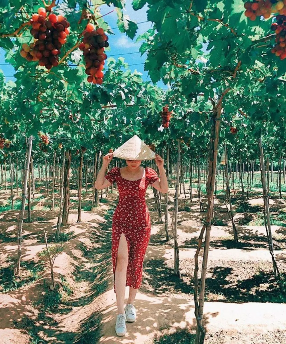 Kh&aacute;m ph&aacute; Vườn nho Ba Mọi đẹp như cổ t&iacute;ch của xứ Phan Rang 5