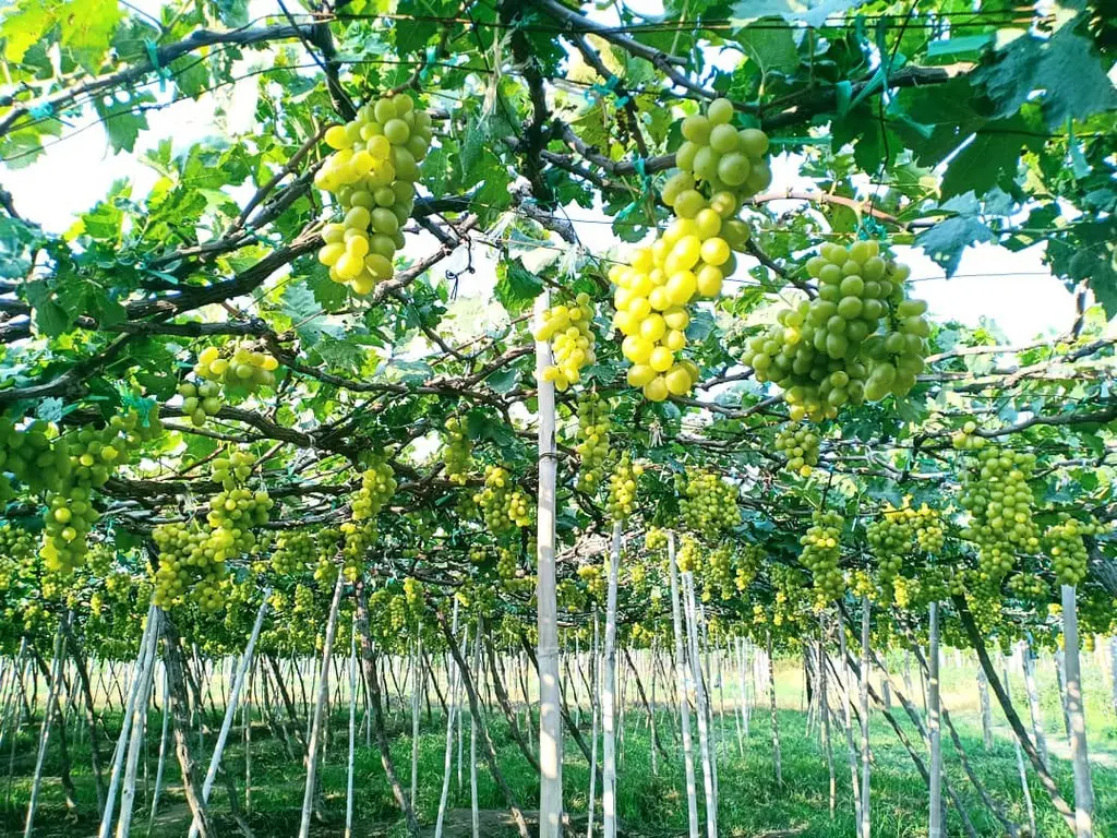Kh&aacute;m ph&aacute; Vườn nho Ba Mọi đẹp như cổ t&iacute;ch của xứ Phan Rang 4