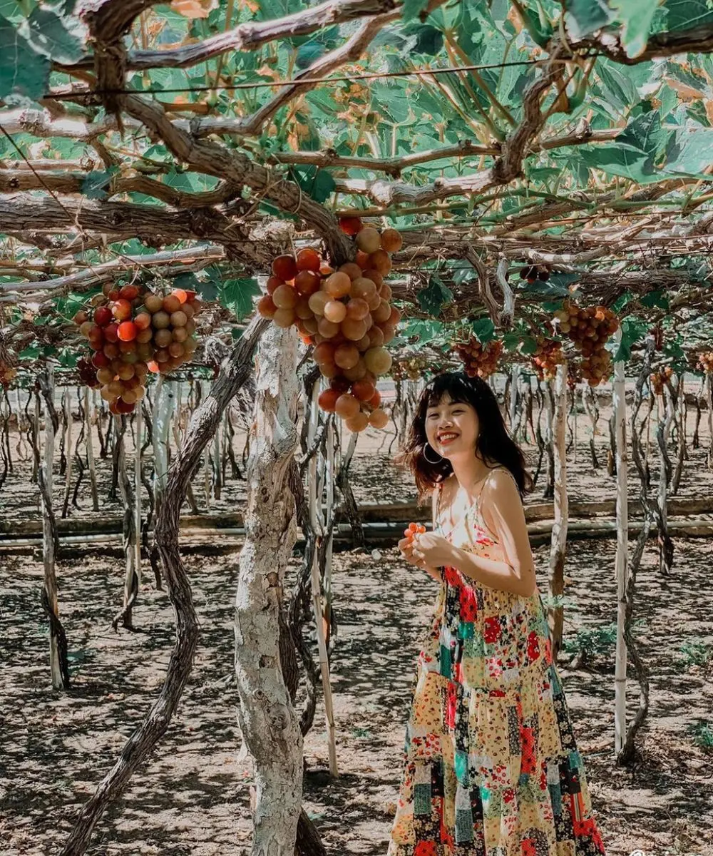 Kh&aacute;m ph&aacute; Vườn nho Ba Mọi đẹp như cổ t&iacute;ch của xứ Phan Rang 7