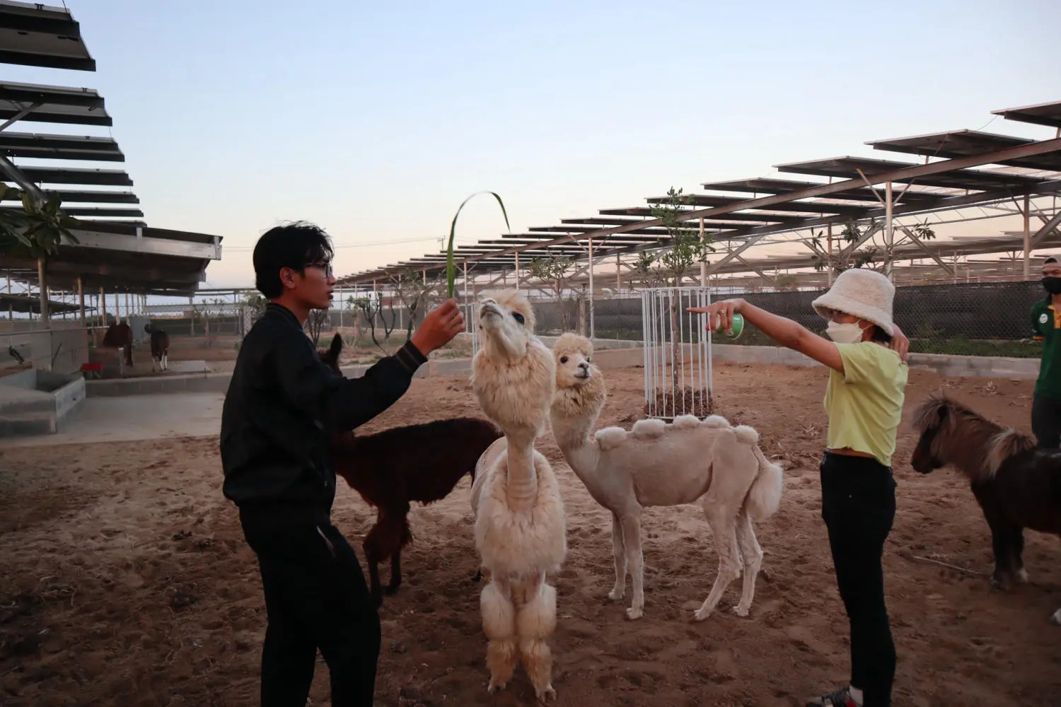 Một ng&agrave;y kh&aacute;m ph&aacute; Zoodoo Phan Rang, vườn th&uacute; si&ecirc;u th&uacute; vị tại Ninh Thuận 3