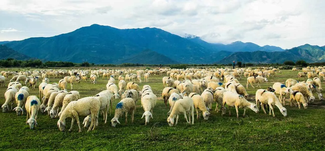 Đồng cừu An Hòa, điểm đến đầy thú vị trong hành trình về với Ninh Thuận