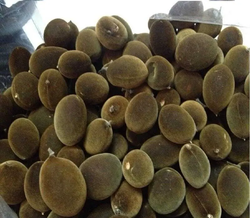 8 đặc sản Ninh Thuận với hương vị thơm ngon ngất ng&acirc;y 8
