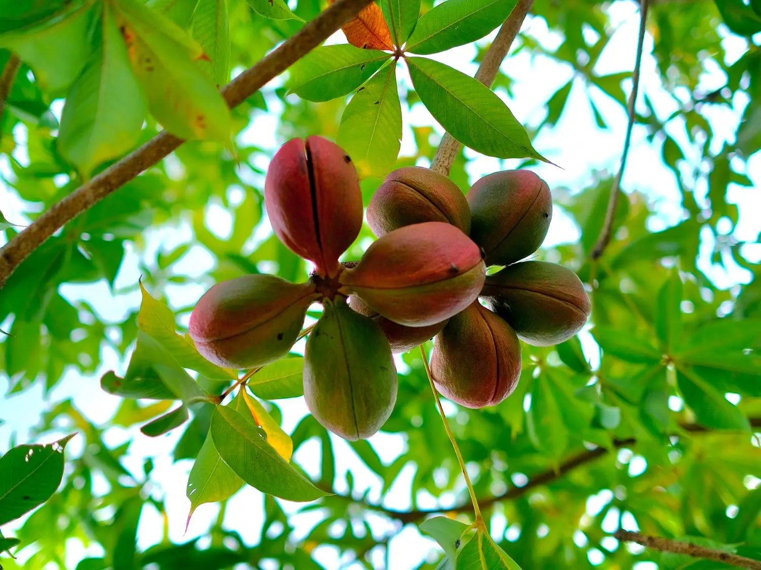 Đặc sản mủ trôm Ninh Thuận vừa thơm ngon lại rất tốt cho sức khỏe 6