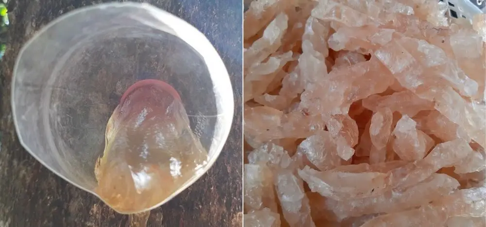 Đặc sản mủ trôm Ninh Thuận vừa thơm ngon lại rất tốt cho sức khỏe 5