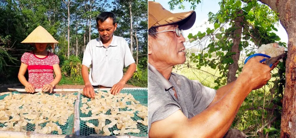 Đặc sản mủ trôm Ninh Thuận vừa thơm ngon lại rất tốt cho sức khỏe 3