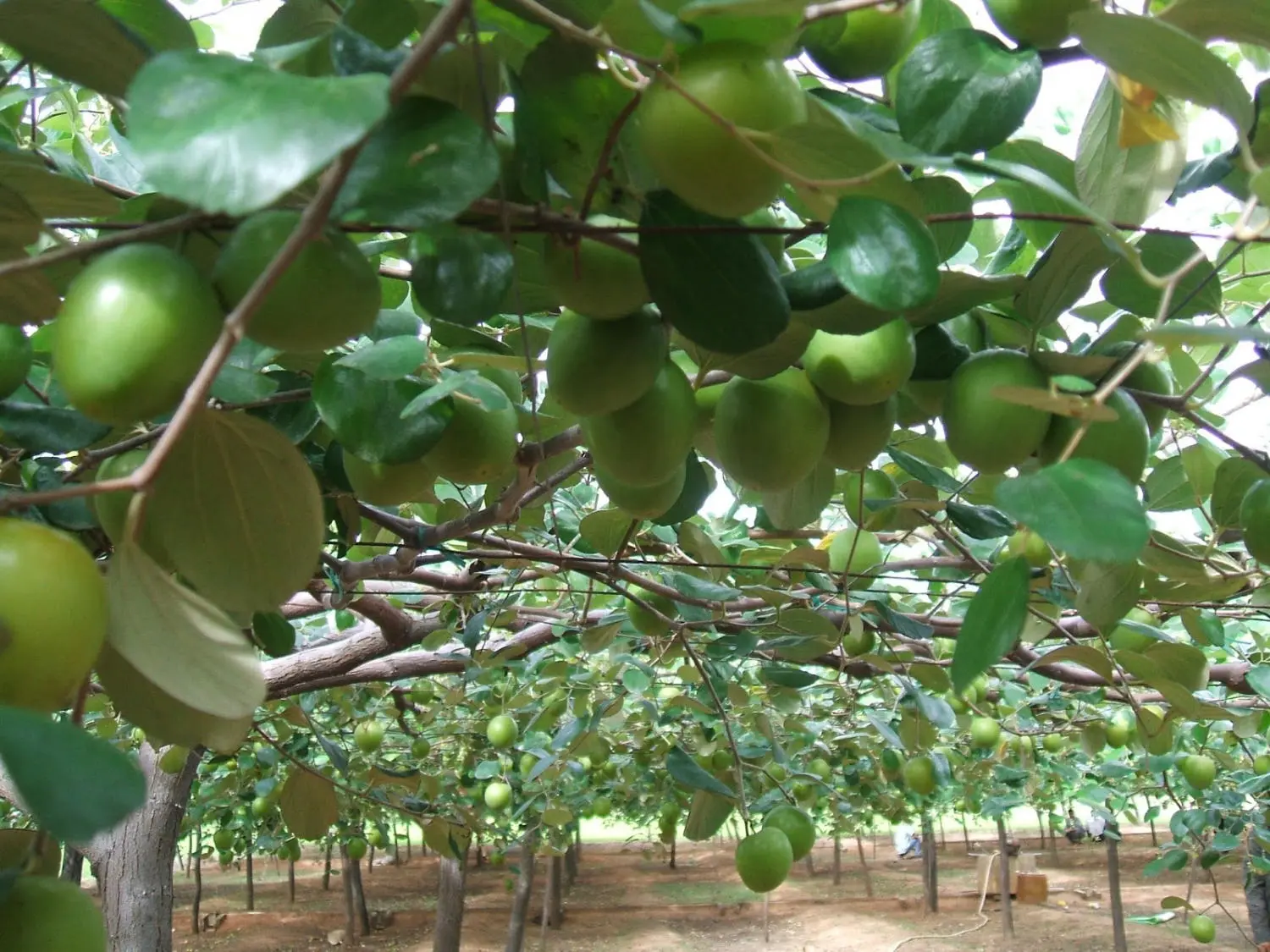 T&aacute;o xanh Phan Rang v&agrave; những điều bạn c&oacute; thể chưa biết 5