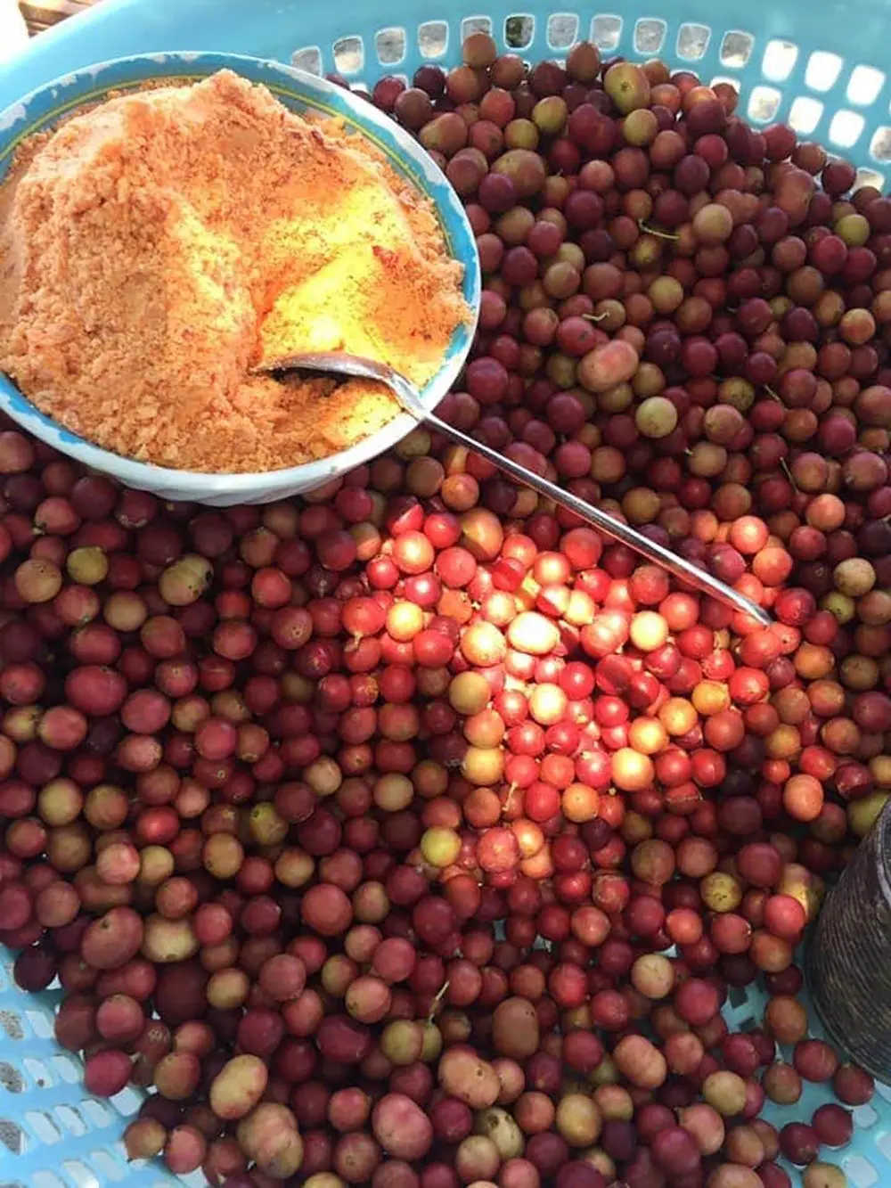 Tr&aacute;i da đ&aacute;, đặc sản độc nhất v&ocirc; nhị của v&ugrave;ng đất Ninh Thuận 3