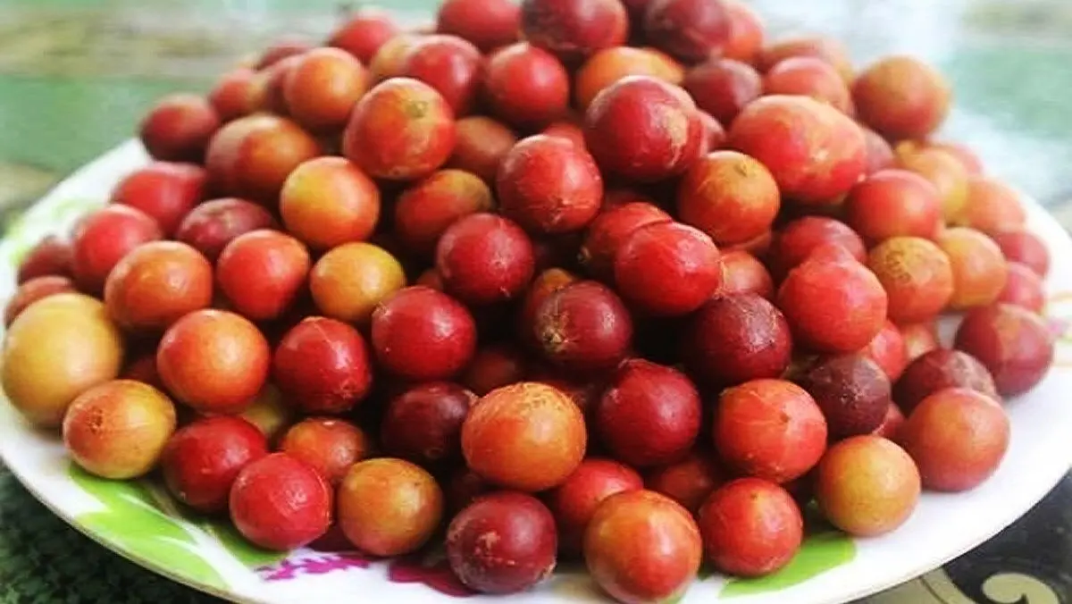 Tr&aacute;i da đ&aacute;, đặc sản độc nhất v&ocirc; nhị của v&ugrave;ng đất Ninh Thuận 2