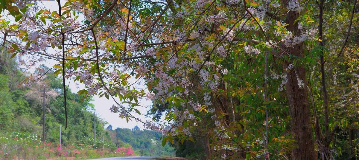 Khám phá vẻ đẹp cây Ngành Ngạnh mùa nở hoa