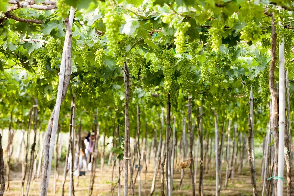 Kh&aacute;m ph&aacute; Lịch tr&igrave;nh du lịch Ninh Thuận 3 ng&agrave;y tự t&uacute;c 6