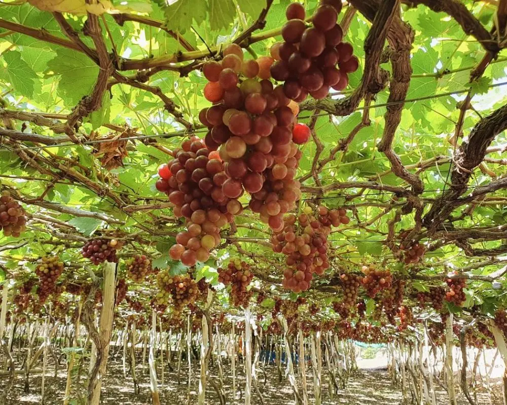 Lịch tr&igrave;nh kh&aacute;m ph&aacute; Phan Rang Th&aacute;p Ch&agrave;m th&uacute; vị cho hội bạn th&acirc;n 6