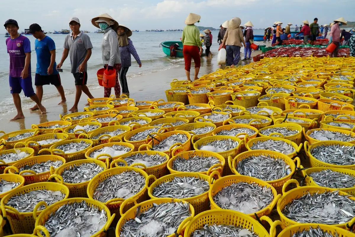 Thưởng thức mắm biển Phan Thiết d&acirc;n d&atilde; v&agrave; b&igrave;nh dị 3