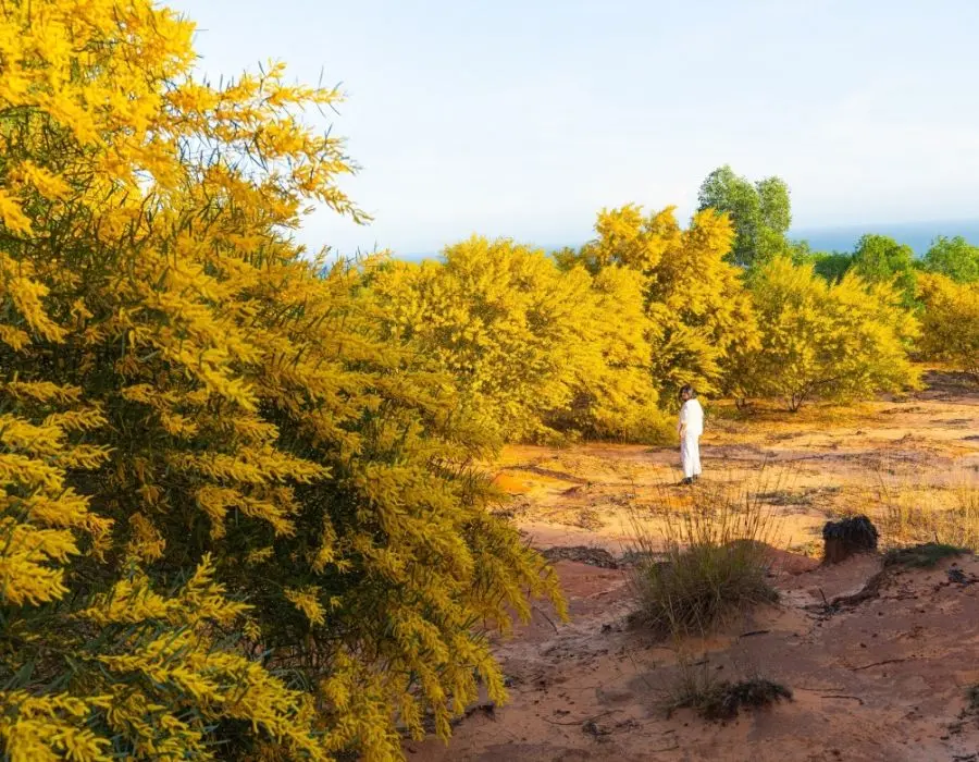 Chiêm ngưỡng thảm hoa vàng ở Phan Thiết rực sắc trong nắng mai 2