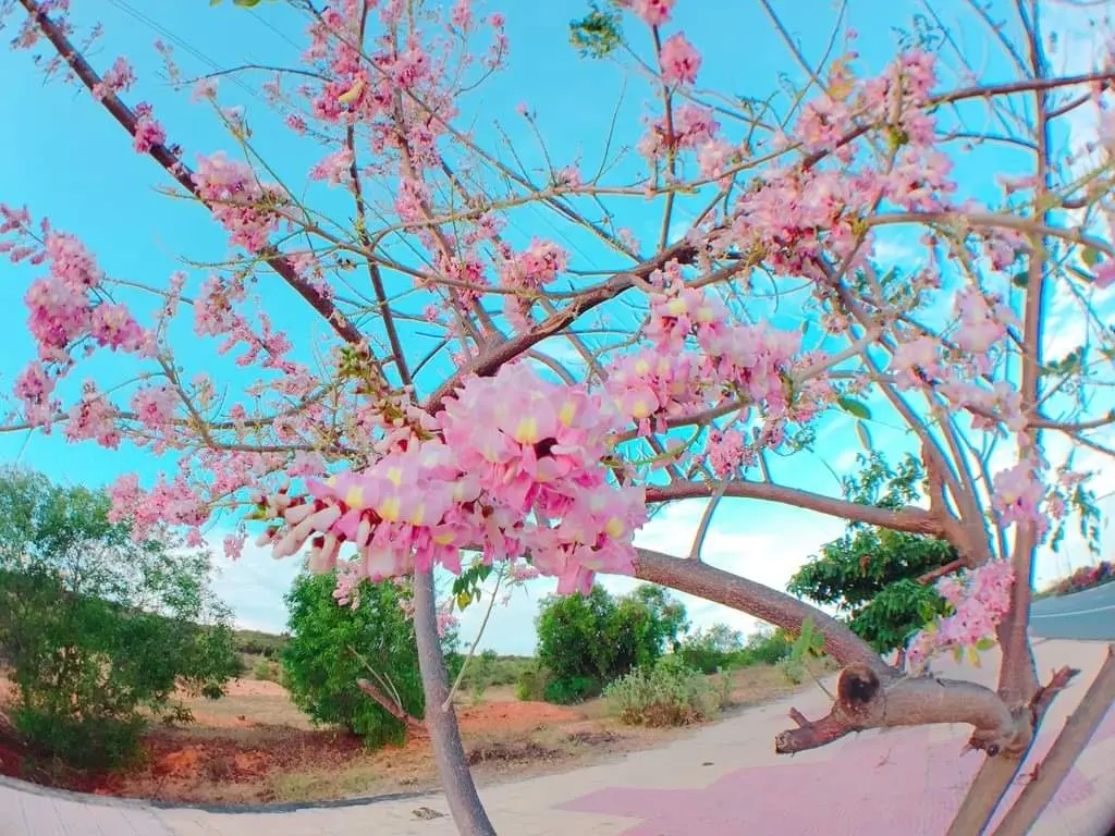 Review h&agrave;nh tr&igrave;nh du lịch Phan Thiết v&agrave;o m&ugrave;a hoa nở rộ 4