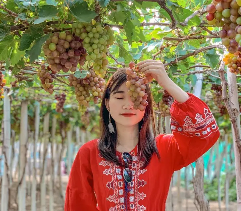 Kinh nghiệm tham quan vườn nho Phan Thiết từ A-Z