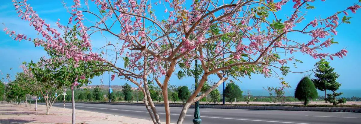 Review hành trình du lịch Phan Thiết vào mùa hoa nở rộ