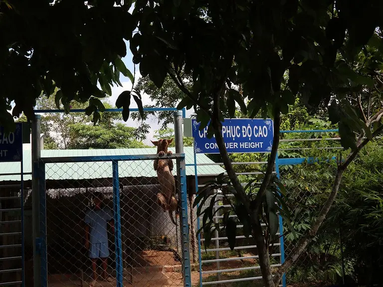 Trung t&acirc;m bảo tồn ch&oacute; xo&aacute;y Ph&uacute; Quốc &ndash; Quốc khuyển linh hồn của đảo Ngọc 8