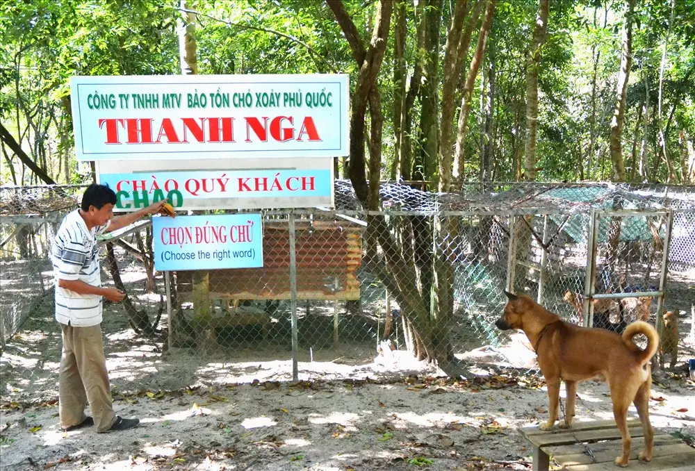 Trung t&acirc;m bảo tồn ch&oacute; xo&aacute;y Ph&uacute; Quốc &ndash; Quốc khuyển linh hồn của đảo Ngọc 3