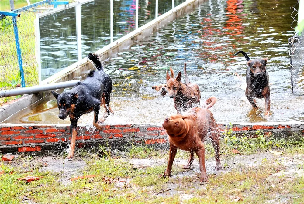 Trung t&acirc;m bảo tồn ch&oacute; xo&aacute;y Ph&uacute; Quốc &ndash; Quốc khuyển linh hồn của đảo Ngọc 10