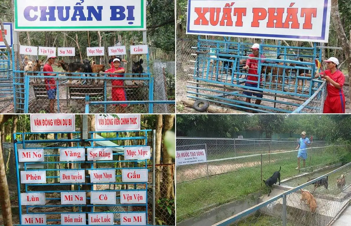 Trung t&acirc;m bảo tồn ch&oacute; xo&aacute;y Ph&uacute; Quốc &ndash; Quốc khuyển linh hồn của đảo Ngọc 7
