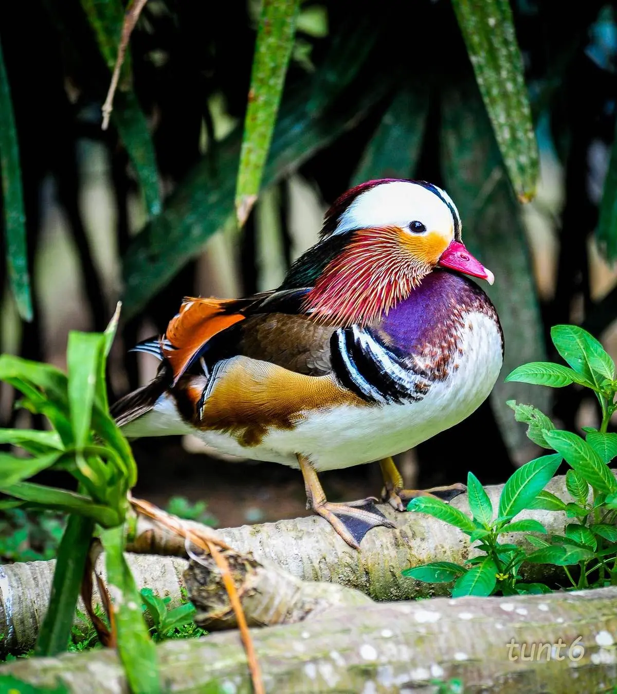 Vinpearl Safari Ph&uacute; Quốc &ndash; Review từ A-Z m&ocirc; h&igrave;nh b&aacute;n sở th&uacute; hoang d&atilde; đầu ti&ecirc;n tại Việt Nam 16